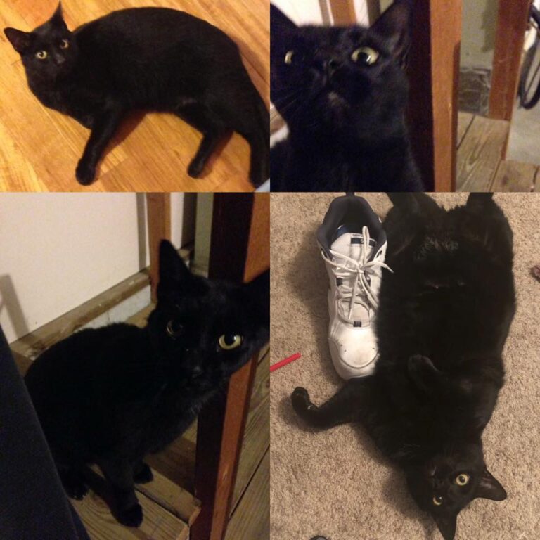 I’ve had Cosmo now for just about a year. The bottom right picture is from last