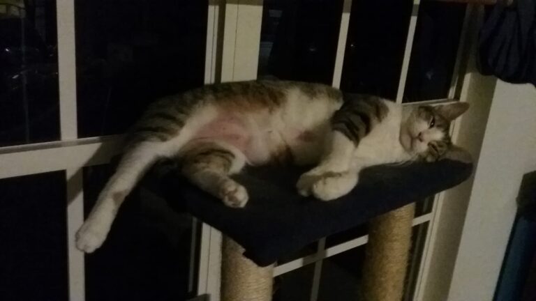 Good thing I made the top shelf on the cat tower bigger!
