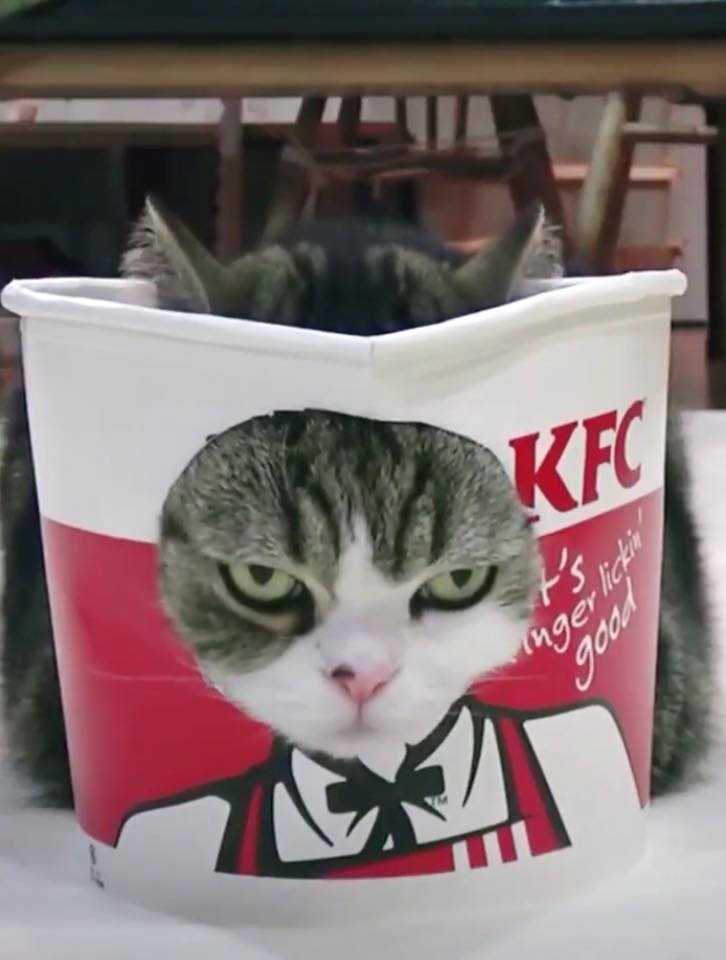 MeowFC