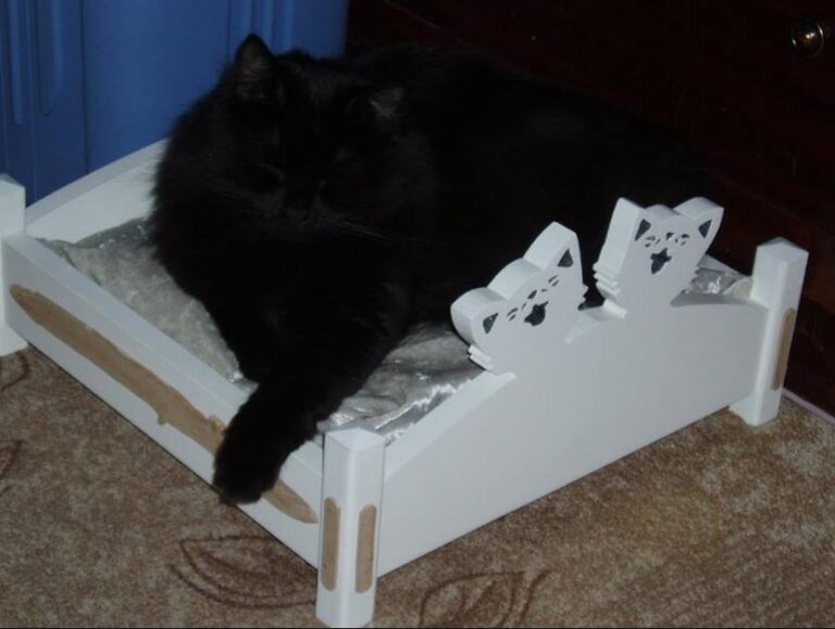 Big cat !!