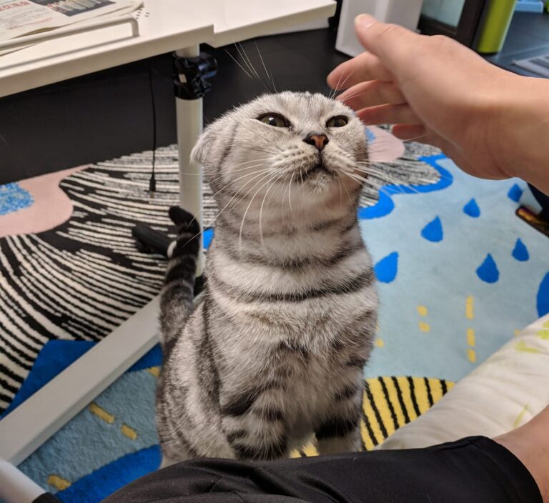 Touch my head,quick!
