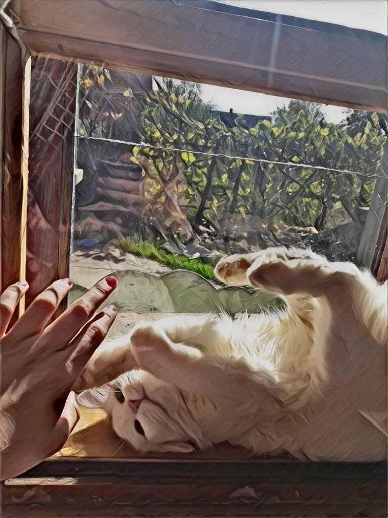 My kitty is sunbathing. His name is Milan. :)
