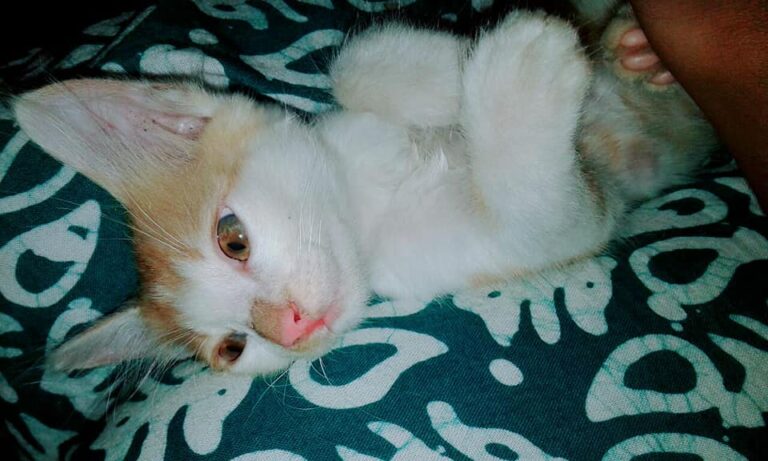 My kitty love...pinky