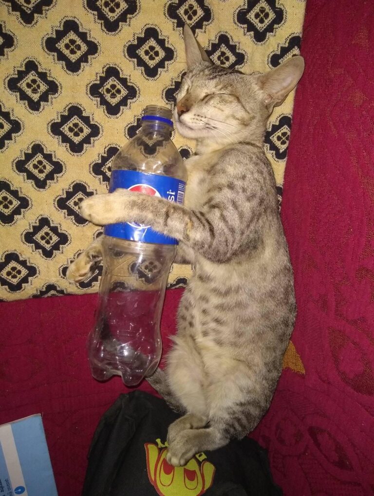 My cat was Heavy drinker ...... please help me.....