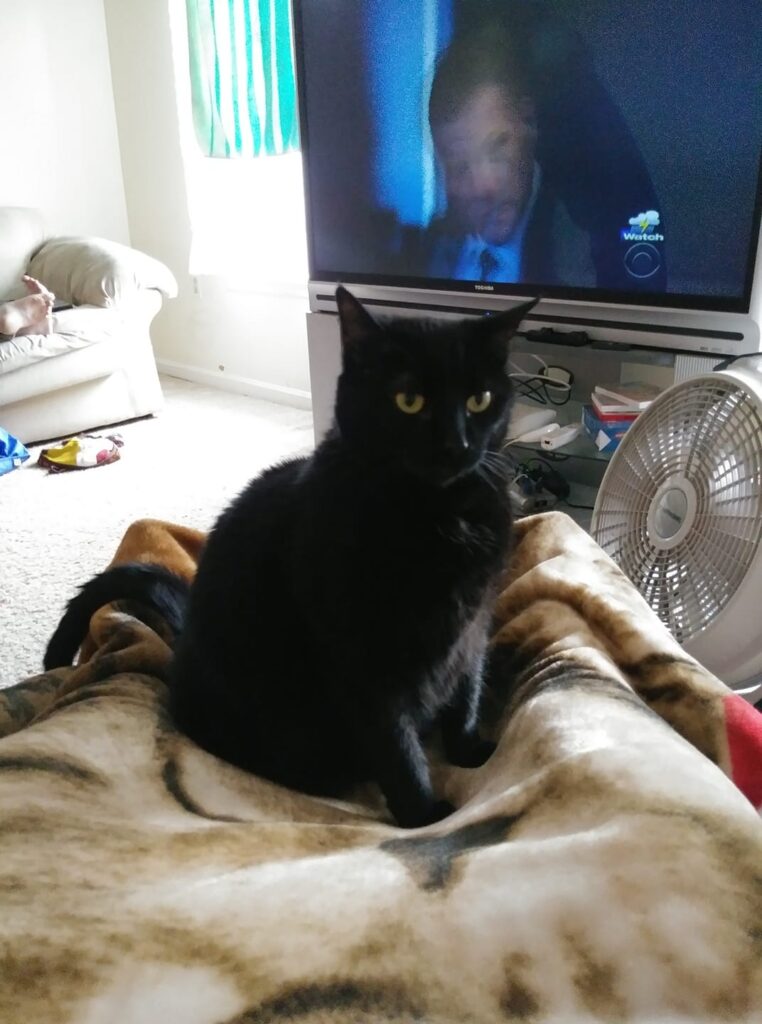 Thanks for adding cuddles and i she is my wild child and her mom raven is my lai