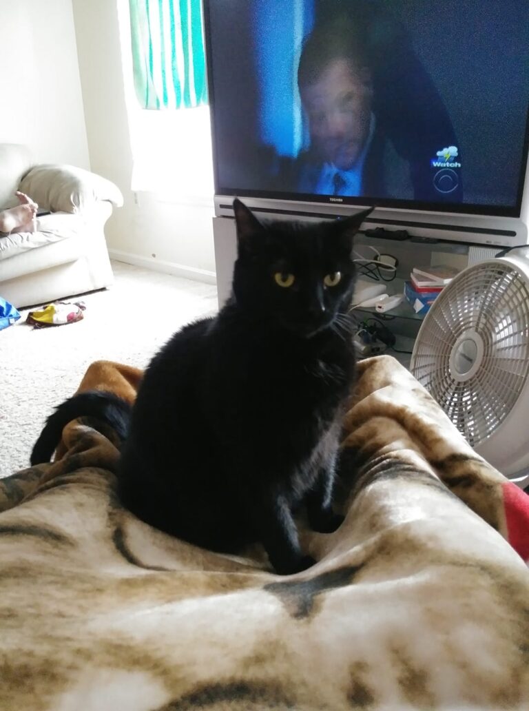Thanks for adding cuddles and i she is my wild child and her mom raven is my lai