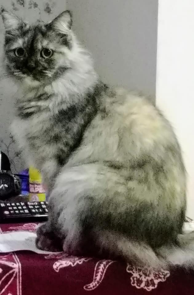 Good morning.... She's cat  Lui...she like very happy in the morning...