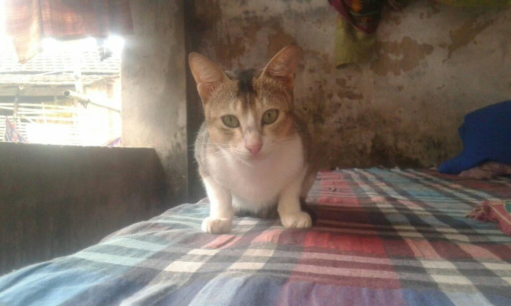 This is my cat love my cat so much