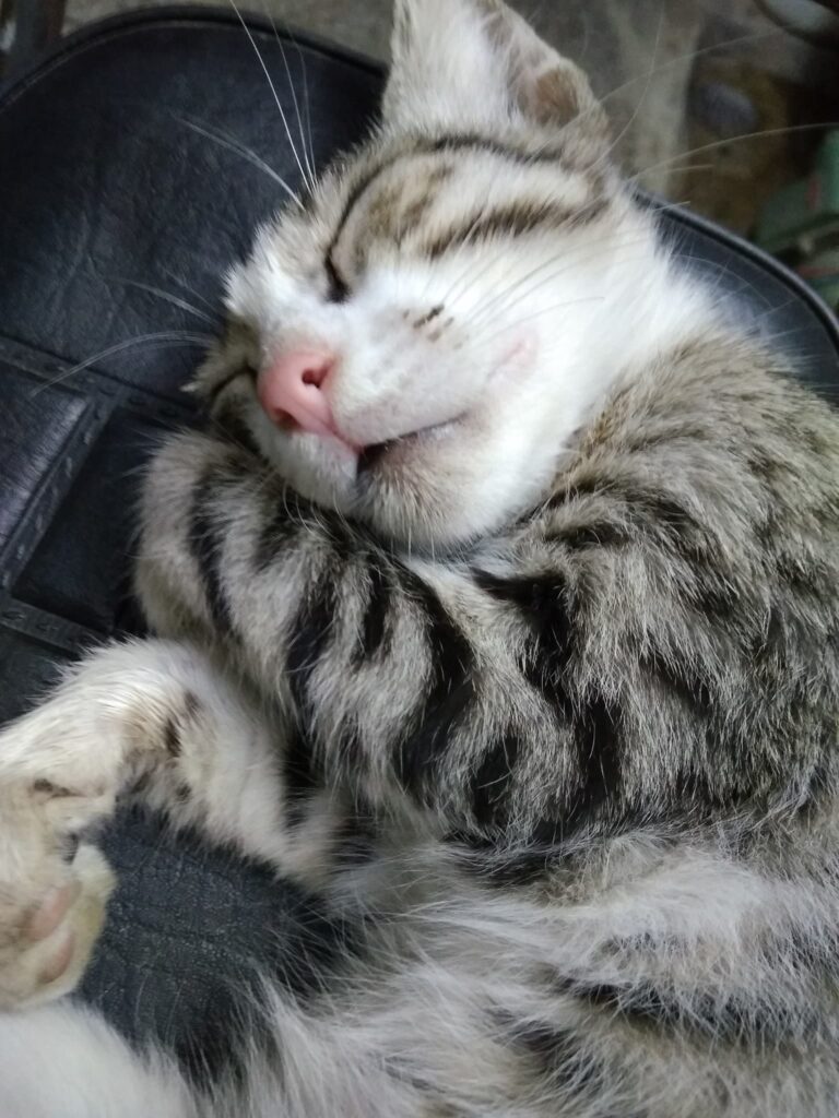 My li'l cutie sleeping on my bike seat