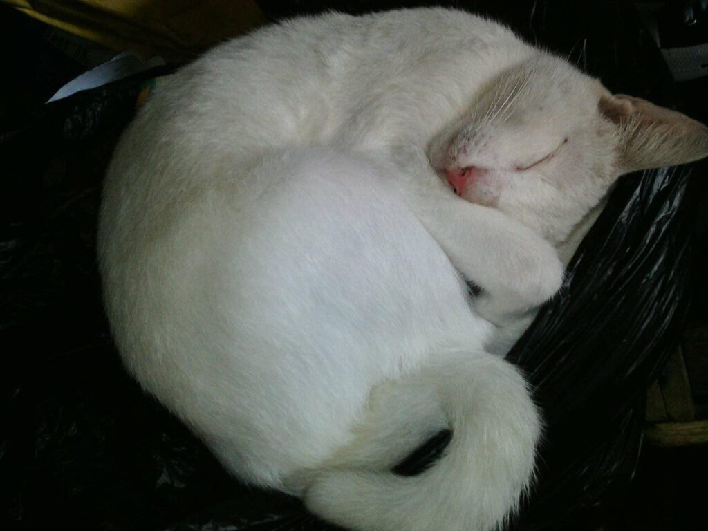 my sleeping cat
