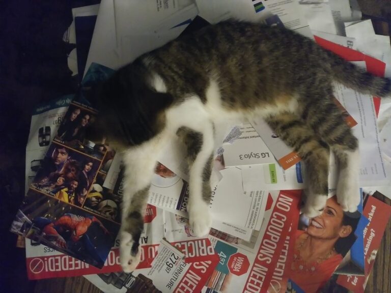 Just Caleb chilling on his pile of papers