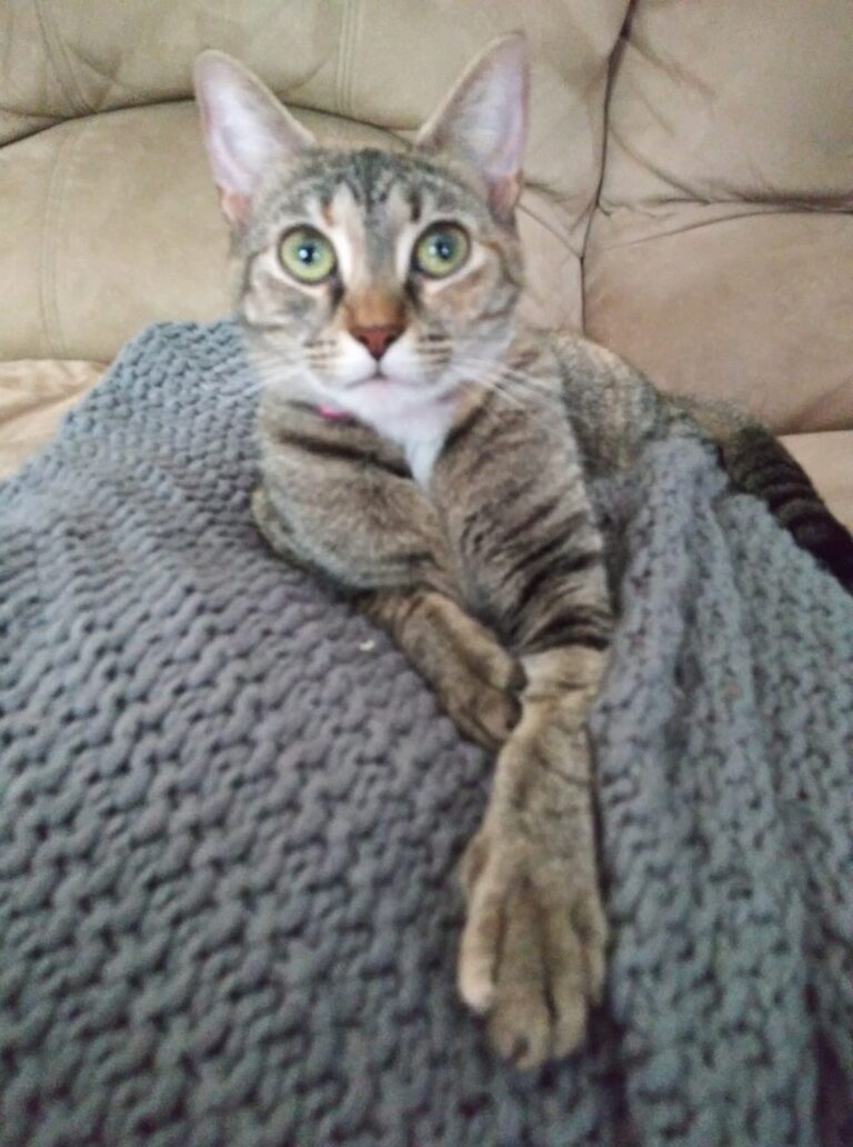 Am I the only person to have a cat who will not eat anything fish related?