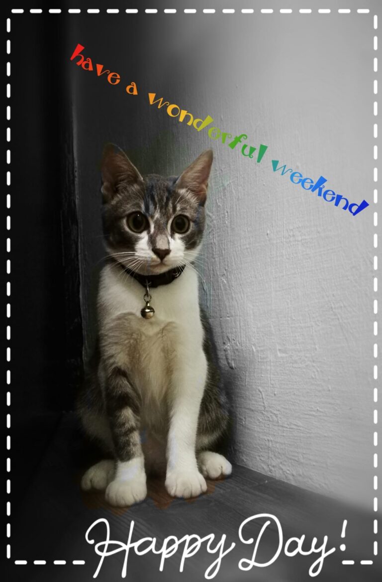 Have a blessed weekend to all kitty cats n mama papa
