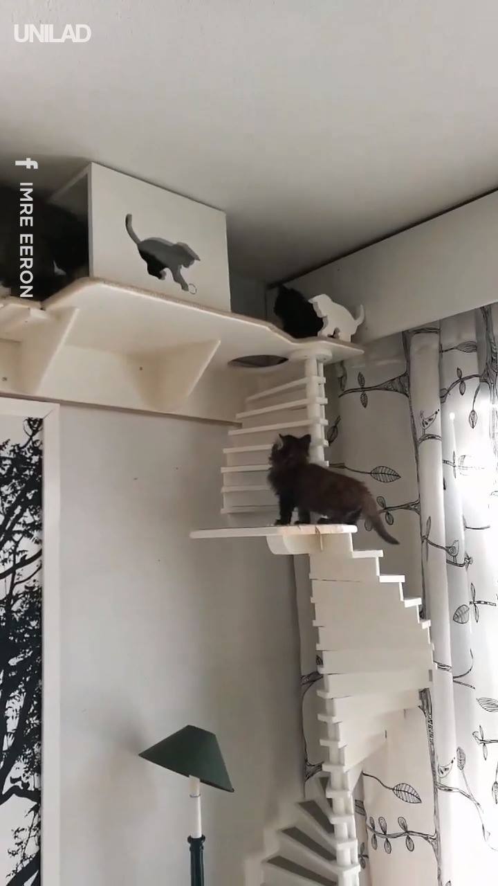 The Ultimate Kitty Playground