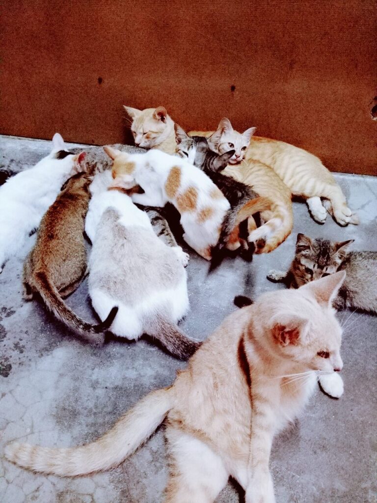 This my cat's