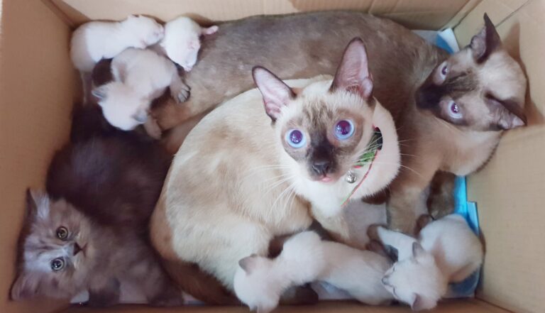 One box full of happiness.