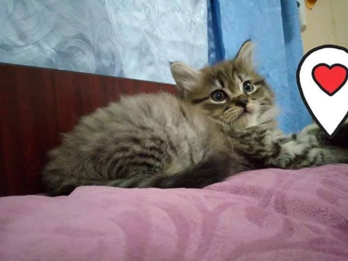 Good night my kitty cat!