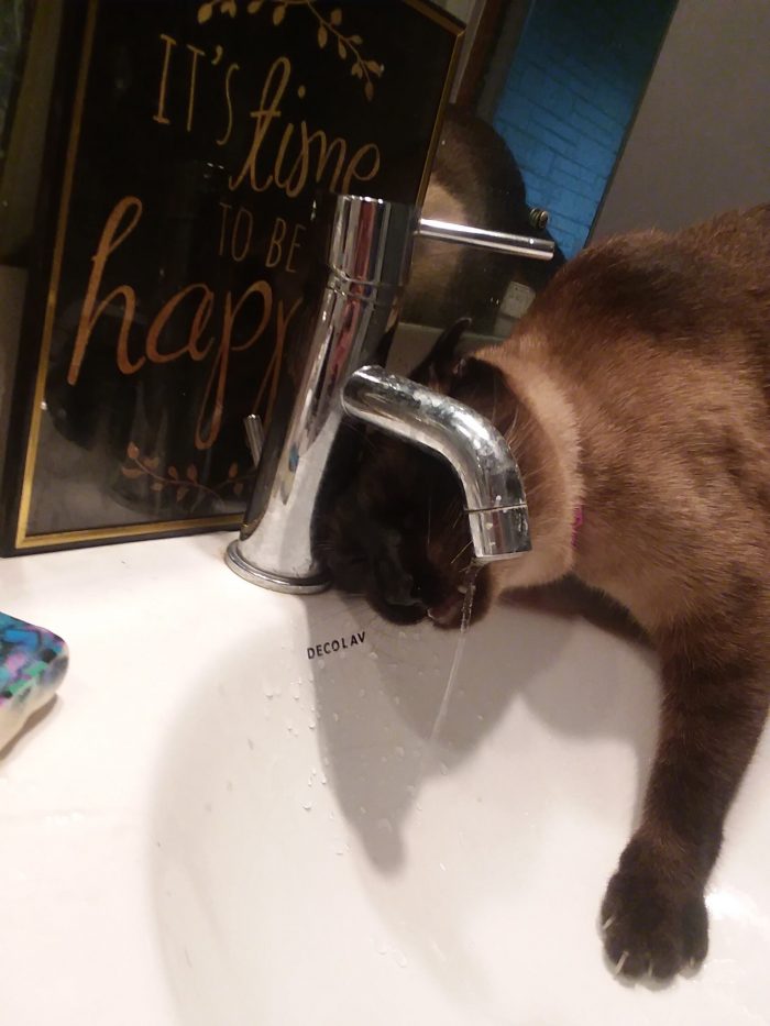 How do you keep cats off counters? Im sure im giving the poor guy mixed messages