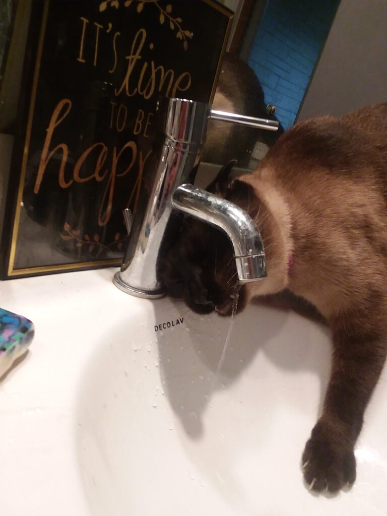 How do you keep cats off counters? Im sure im giving the poor guy mixed messages