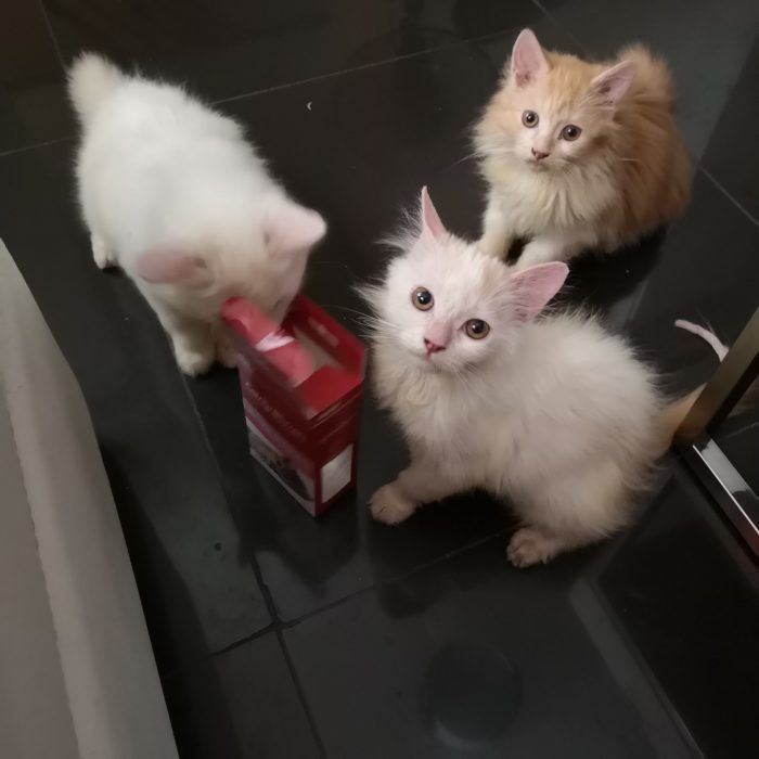 three cute cats