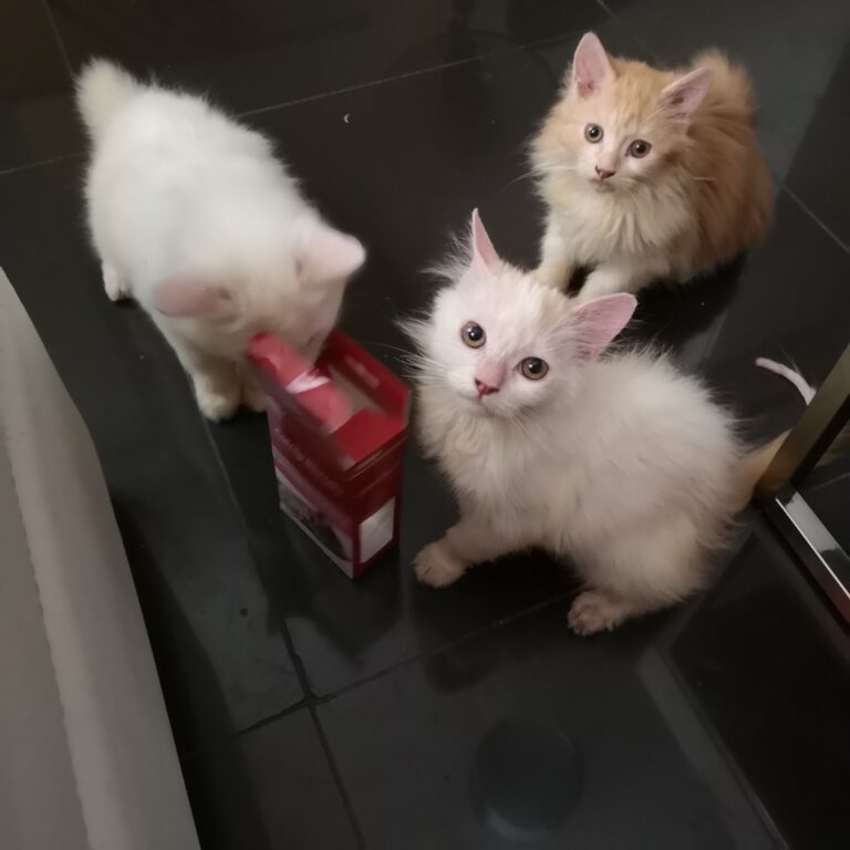 three cute cats