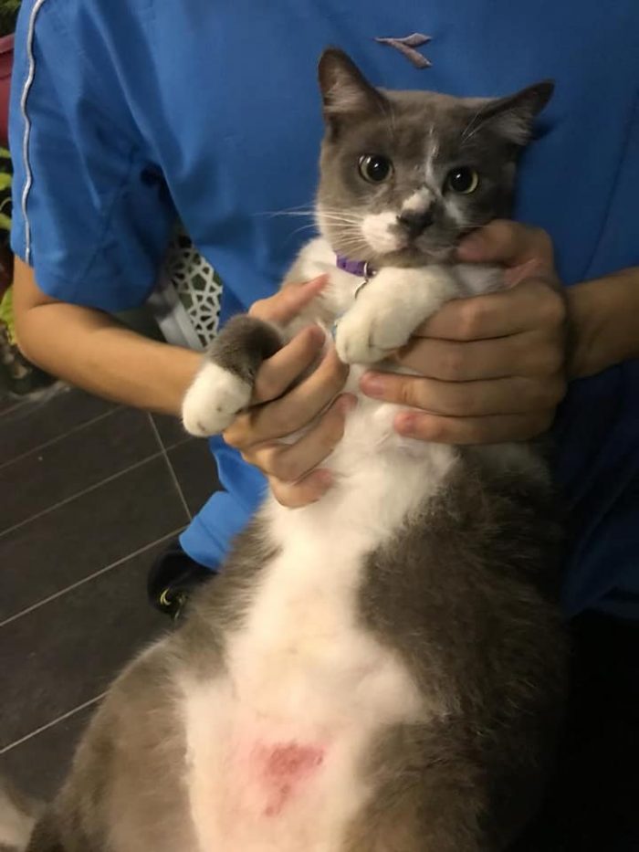 My hamsom.... Henly boy..