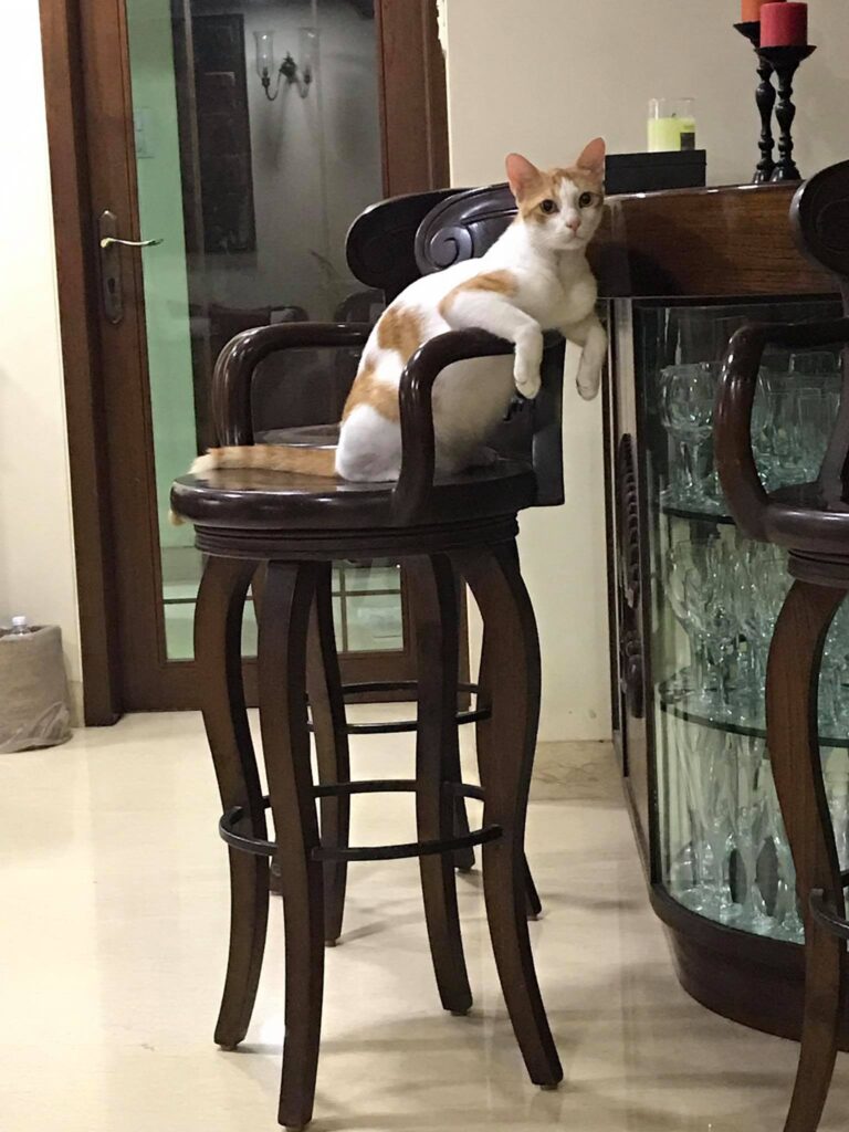 Brató waiting for his drink at the bar haha