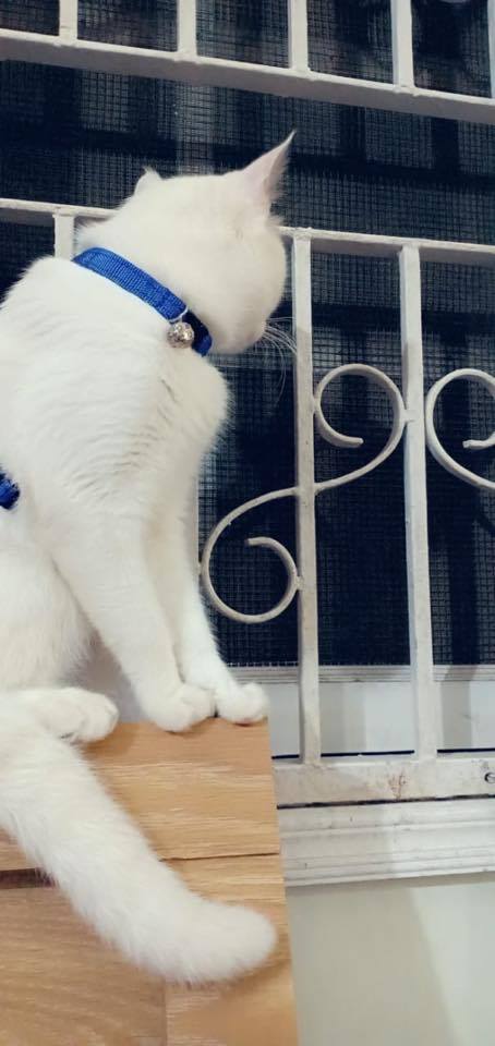 My cat loves to go out... what should i do to keep him away from outdoors .. he