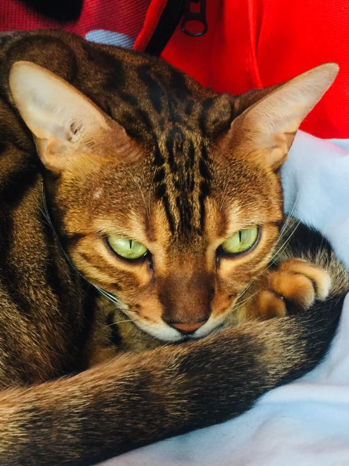 Tigress #Stravyn® says “Papa my ears heard you trying to sneak up on me from acr