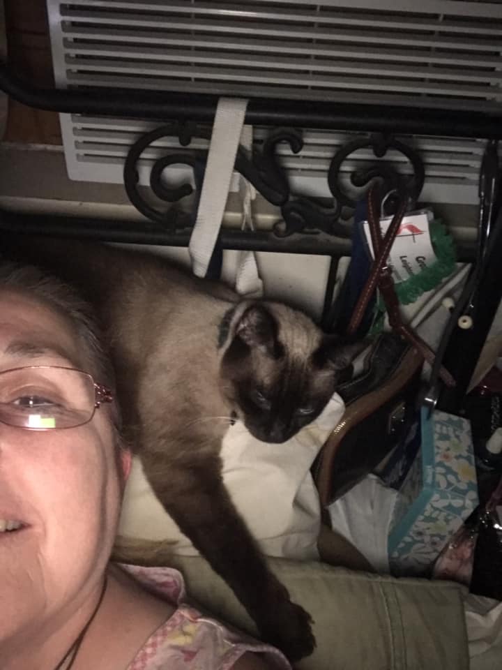 My pillow that purrs