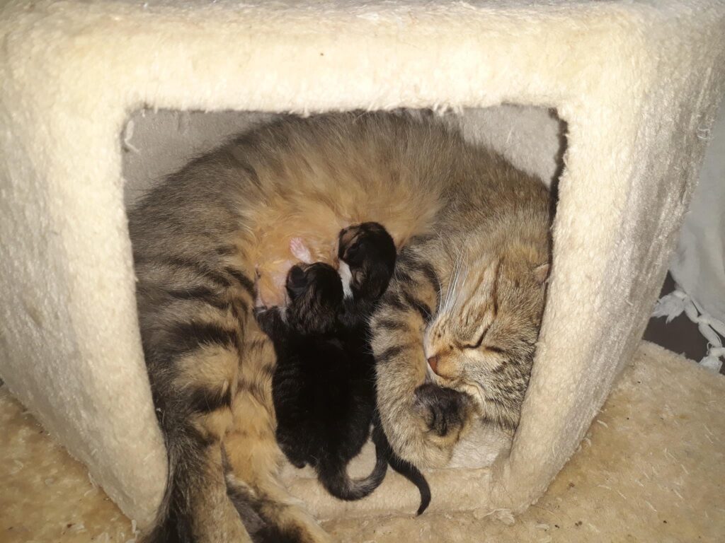 My cutie kittens 2 days old