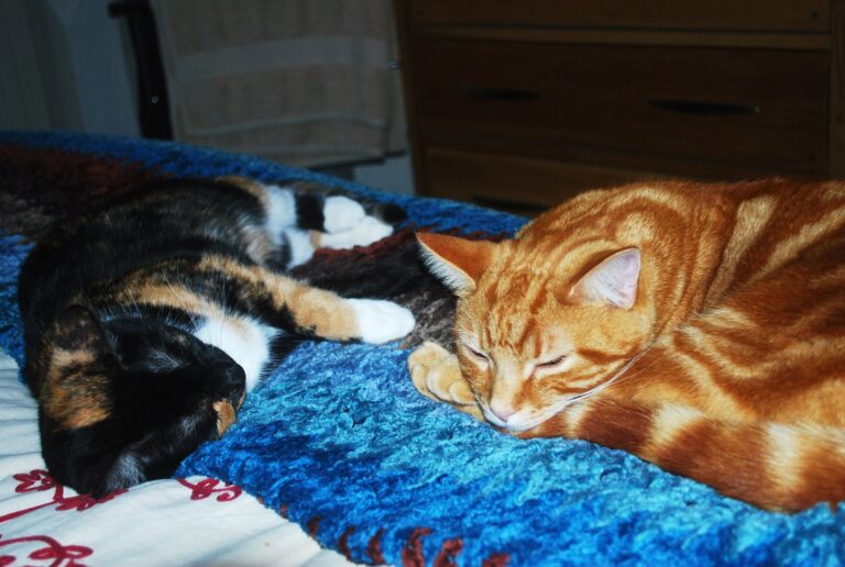 4am, storm Callum and Elvis arrived together - we had the rain all day, it stopp