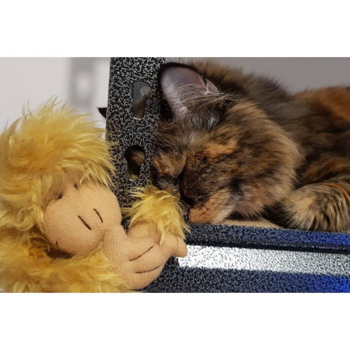 My cat's sleeping buddy!