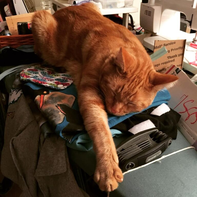 happy sleepy kitty!