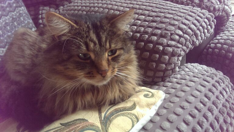 My lovely cat from the rescue. Buddy.