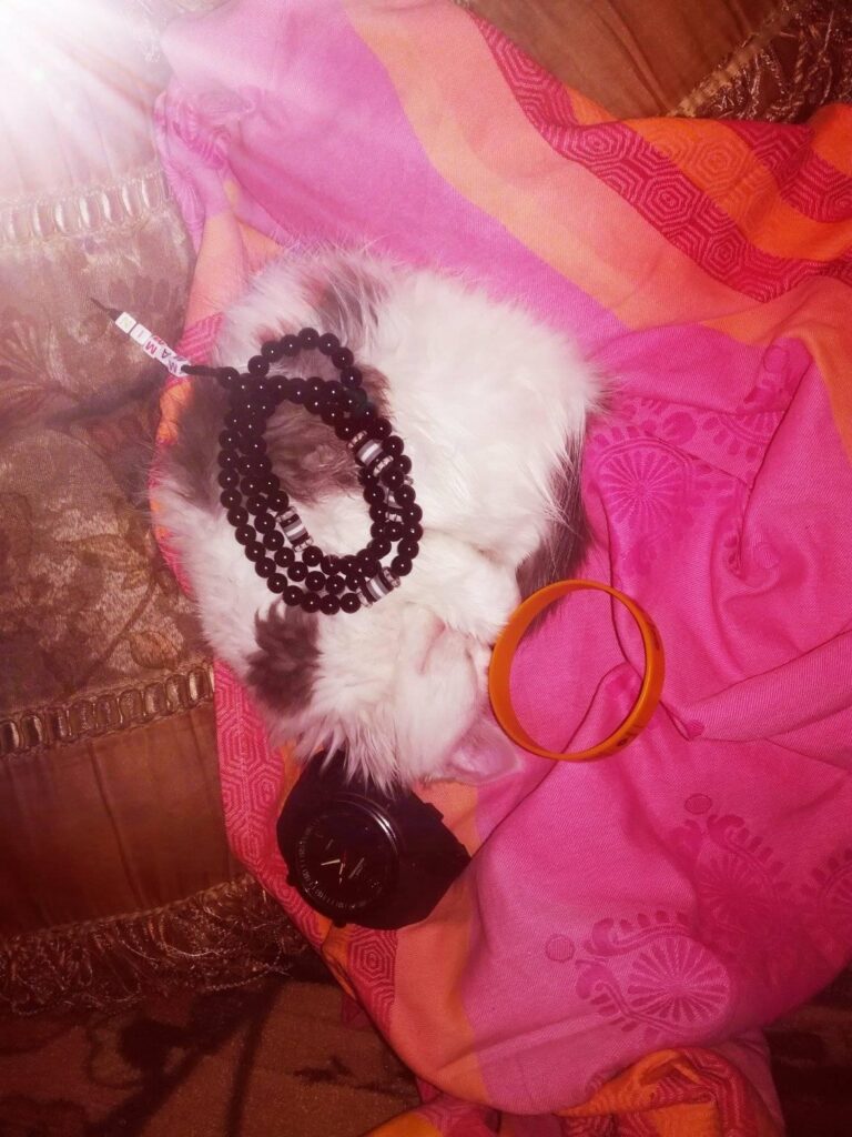 HAPPY CATS!!! ALWAYS WANTS ATTENTION, COILING HERSELF LIKE KNOW ONES BUSINESS!!!