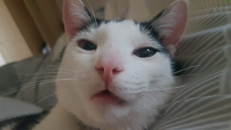 Your face when you accidently open the front camera My male cat, Blade x
