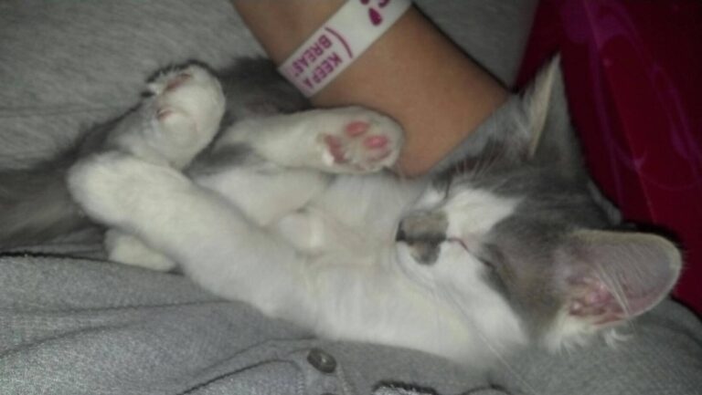 This was my memory on FB this morning. 6 years ago I rescued this little love fr