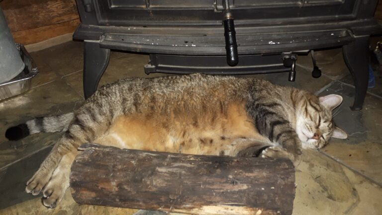 My JAKE loving the heat of the wood stove on a cold night!!