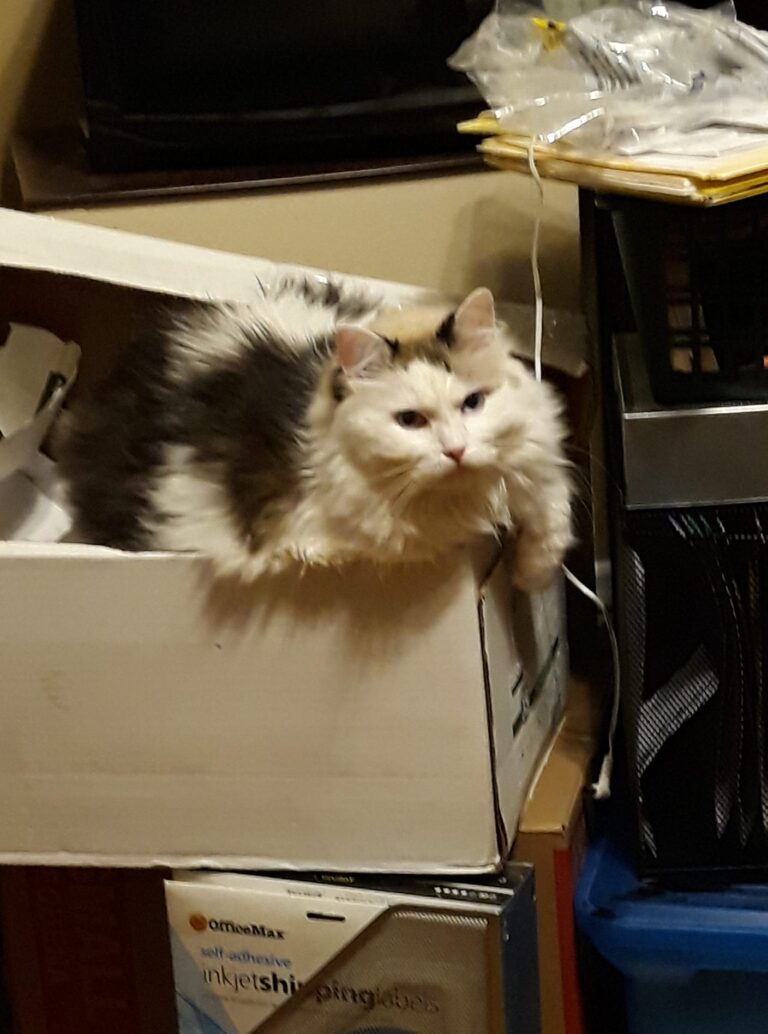 One of my two cats