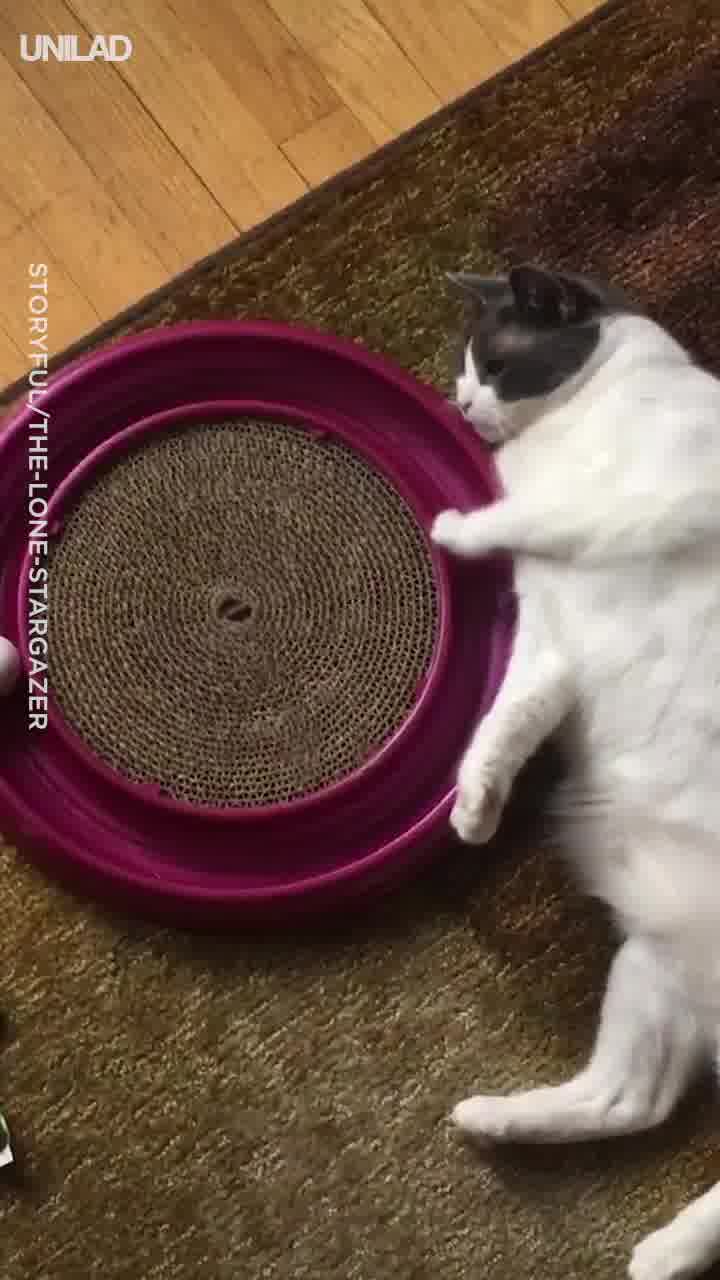 Lazy Cat Gives Her Best Attempt At Ball Catching Game