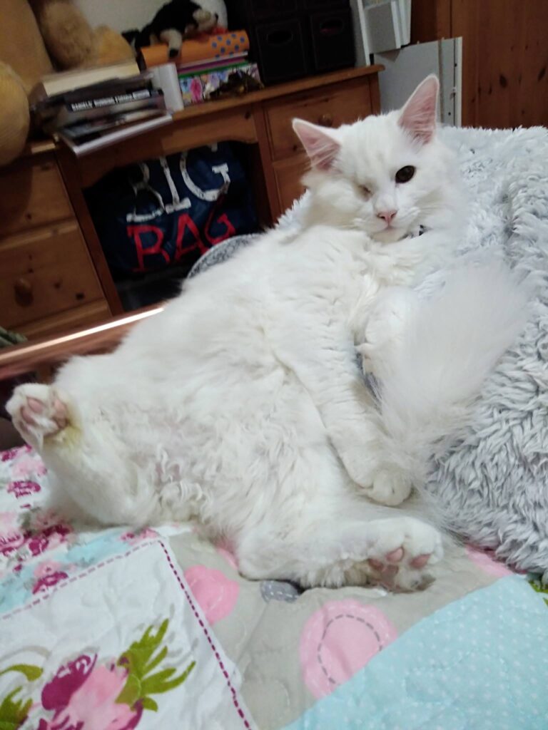 My old cat, padraig (pawsy) he knew how to take a nap... One eye but double trou