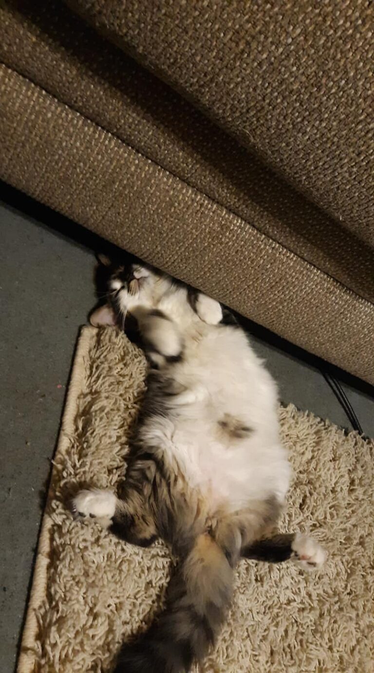 Baby kitty napping