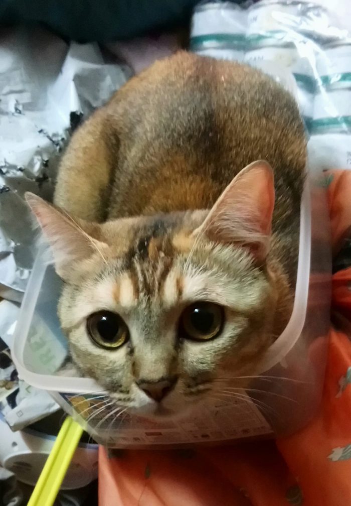 Just fit  (my eldest girl)