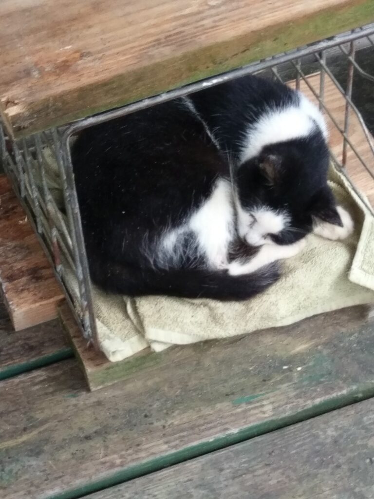 Troubles taking a cat nap