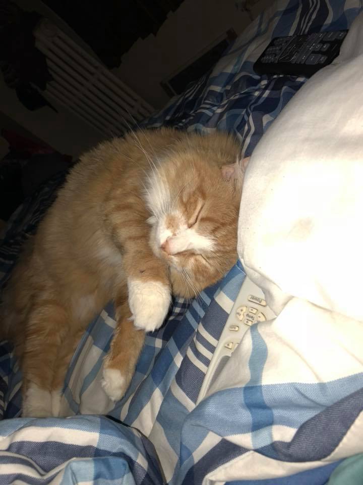 My big baby #princeton #lovecats #persian