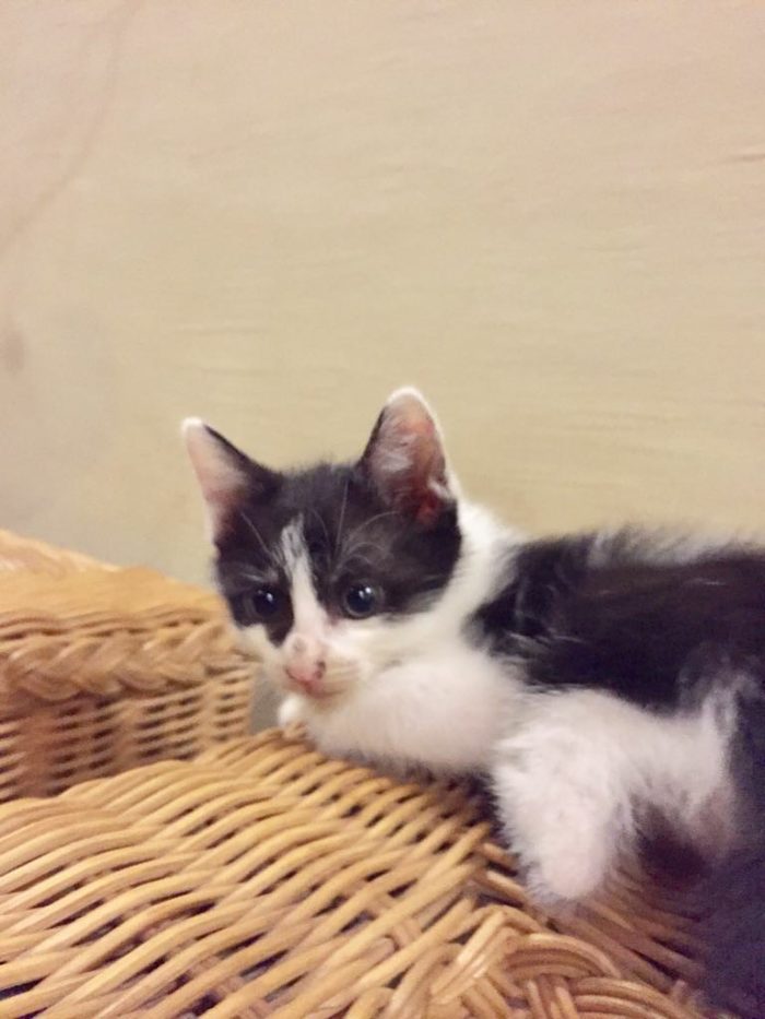 Hi ...may I introduce my adorable  and   cute  Molly