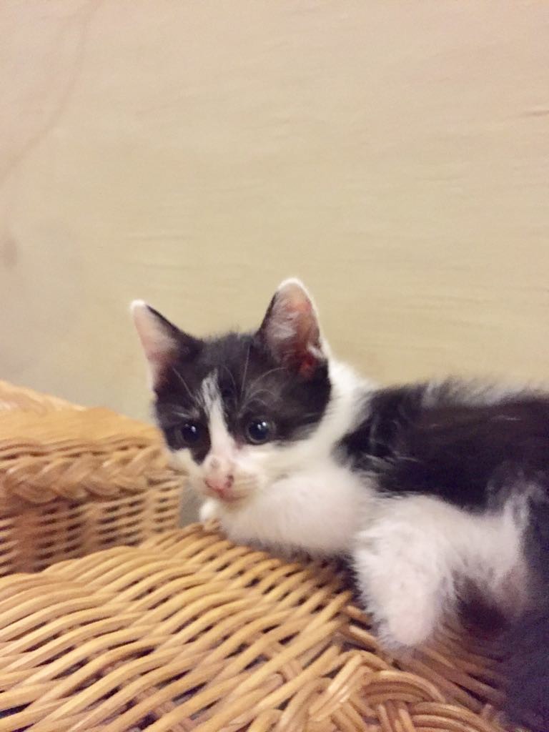 Hi ...may I introduce my adorable  and   cute  Molly