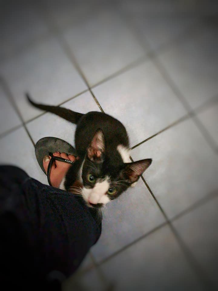My cat do not know what's privacy.