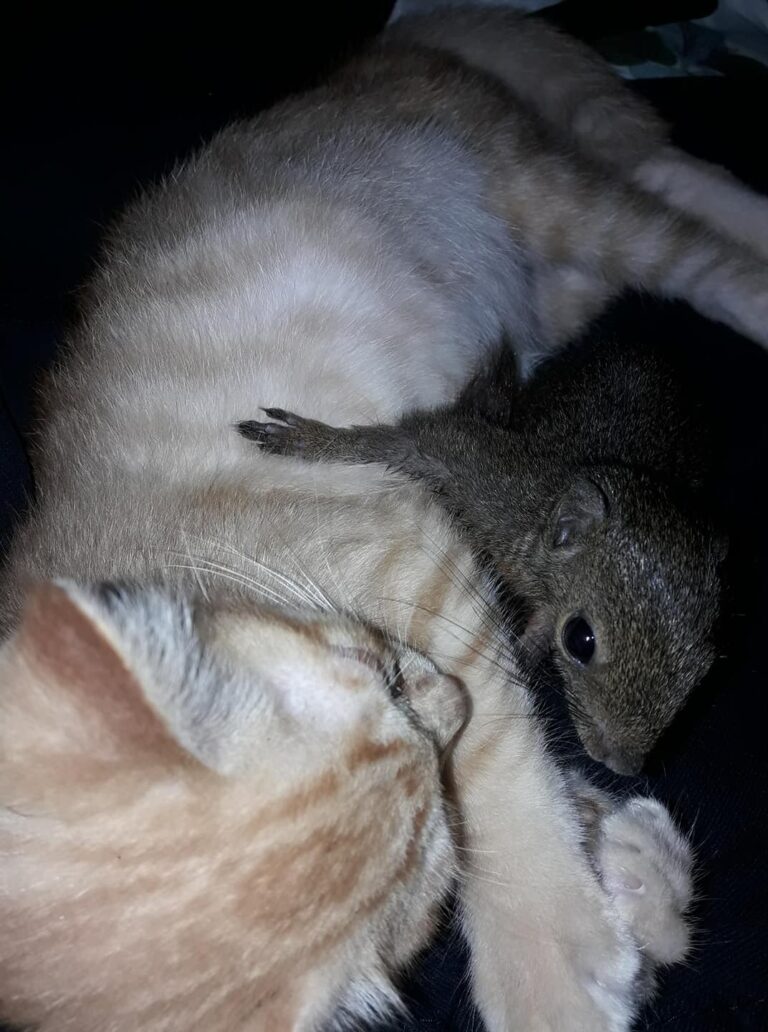 Wake up...wake up..... its nearly 7am..... lets jogging....come on kitty....wake